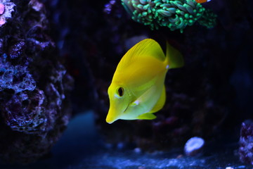 Yellow Zebrasoma tang