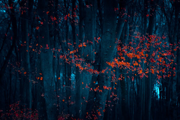 Autumn evening