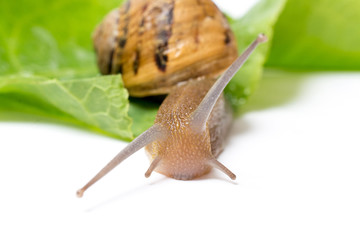 Snail on green salad leaf, isolated in white background