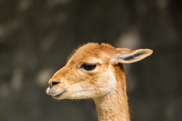 Obraz premium detailed side view guanaco (Lama guanicoe) portrait in sunlight