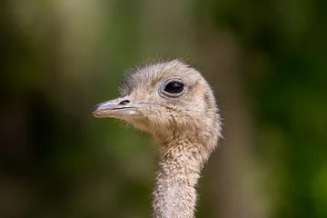 Cercles muraux Autruche close side view ostrich (struthio camelus) head in sunlight