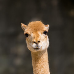 detailed front view guanaco (Lama guanicoe) portrait in sunlight