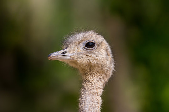 close side view ostrich (struthio camelus) head in sunlight
