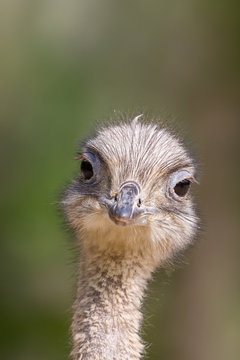 detailed front view portrait ostrich (struthio camelus) in sunlight