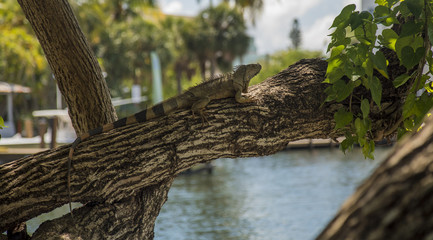 Iguana on branch
