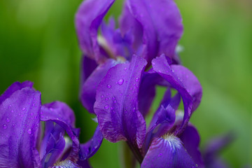 iris flower in garden