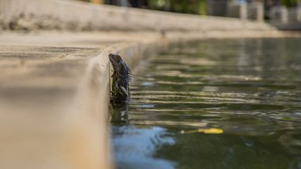 Iguana submerged