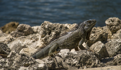 Iguana on rocks