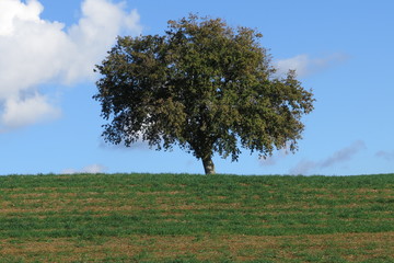 Quercia