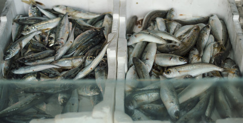 Fresh anchovies at market in Italy