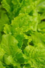 lettuce close up