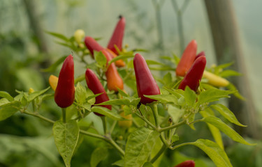Thai Dragon peppers on plant in greenhouse