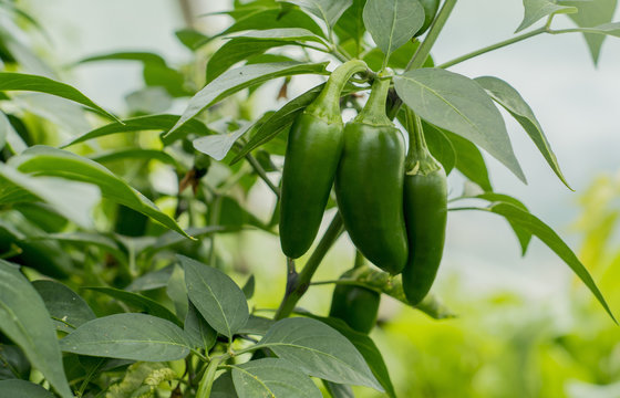 Organic jalapeño peppers growing on plant