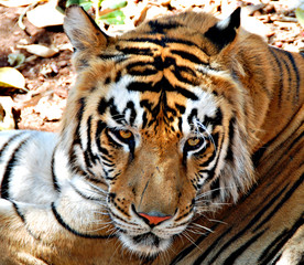 Bengali Tiger