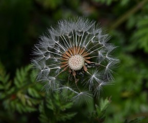 Dandelion