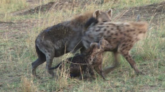 A hyena family inspects a new one in the ritualised greetings.