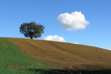 Fototapeta premium campo lavorato