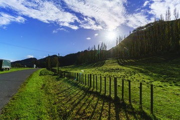 Naklejka premium Beautiful day in countryside , North Island of New Zealand