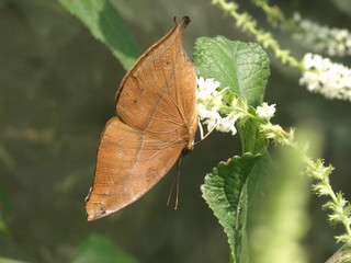 Brown Butterfly