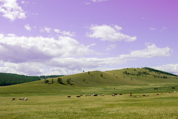 Obraz premium Country side landscape with blue sky, clouds and field with trees. Herd of cows in a pasture on green grass at hills.