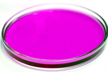 Petri dish with purple samples