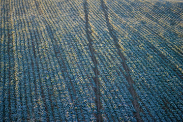 Landscape field nature cold