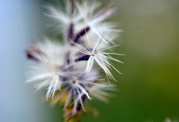 Weiße Samen an einer Pflanze