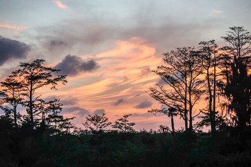 Fototapeta premium sunset silhouette in the cypress swamp