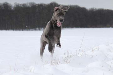 graue deutsche dogge läuft über ein schneebedecktes feld