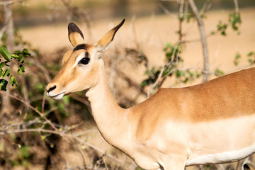  wild impala in the winter bush