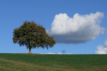 Obraz premium Quercia con nuvole