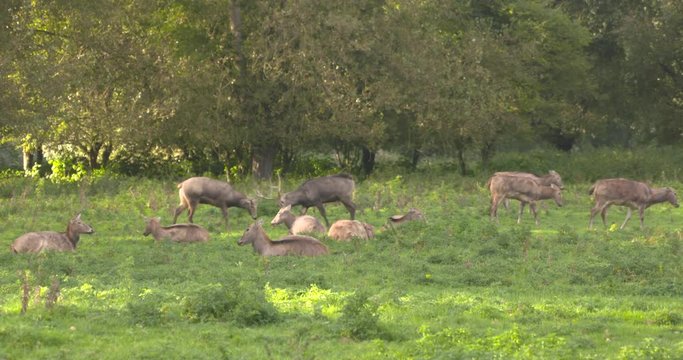 Pere Davids deer, herd in rest, stags compete, dominance display. The Elaphurus davidianus or Milu, prefers marshland. It feeds on grass and aquatic plants.