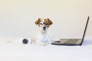 cute young small dog sitting on bed and working on laptop. Wearing glasses and camera besides him. Pets indoors