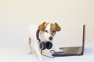 cute young small dog working on laptop and listening to music with headphones. Sitting on bed. Pets indoors