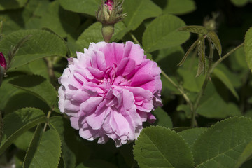 Rosa x damascena 'Trigintipetala'