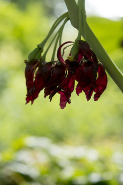 Dysosma pleiantha x Dysosma versipellis