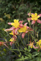 Aquilegia chrysantha or columbine