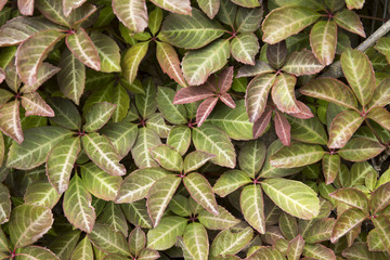 Parthenocissus henryana