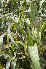 Zea mays 'Japonica'