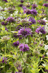 Obraz premium Monarda 'Bergamo'