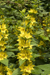 Lysimachia punctata