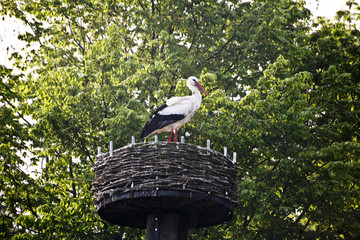 Ooievaar op zijn nest