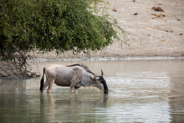 Wildes Gnu beim Trinken an einer Wasserstelle