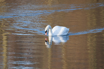Mute Swan with reflections in water