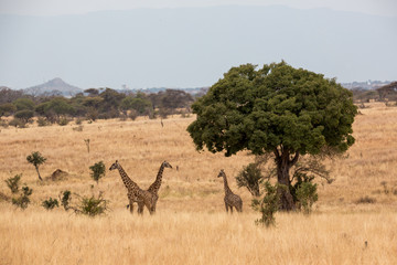 Wildlebende Giraffe (Giraffa) - Afrika