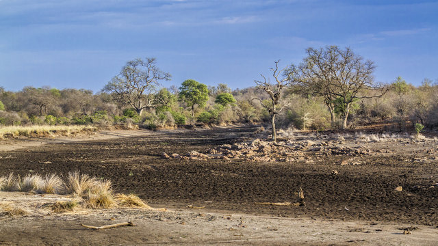 Drought landscape in Kruger National park, South Africa