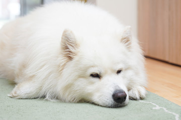 Siberian Samoyed