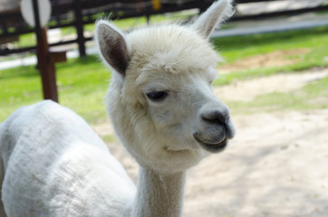 Close Up of White Alpaca in zoo.