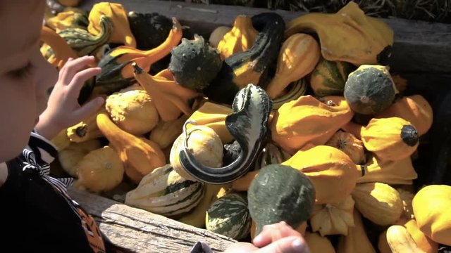 Toddler girl in cute Halloween dress looking for perfect pumpkin at the pumpkin patch