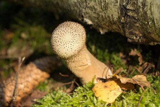 Bauchpilz Images Browse 254 Stock Photos, Vectors, and Video Adobe